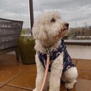 The Over the Rainbow Reversible Raincoat